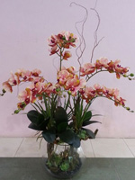 54b608077f72257c2dde535d_orchid-8.jpg