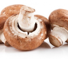Champ Fungi Pte Ltd Photos