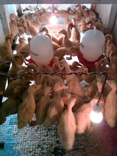 DOD / Itik Bebek Peking umur 2 minggu