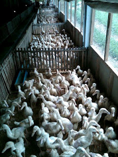 DOD / Itik Bebek Peking Umur 15 hari