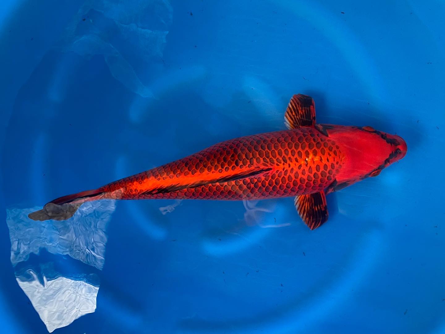 Marugen Koi Farm @ Marugen Fish Farm