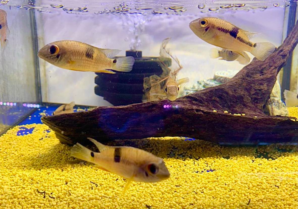 That Aquarium HDB Yishun