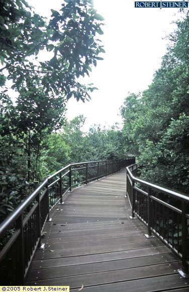 Kent Ridge Park, walking along the path